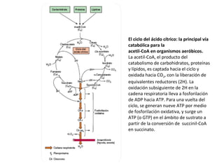 El ciclo del ácido cítrico: la principal vía
catabólica para la
acetil-CoA en organismos aeróbicos.
La acetil-CoA, el producto del
catabolismo de carbohidratos, proteínas
y lípidos, es captada hacia el ciclo y
oxidada hacia CO2, con la liberación de
equivalentes reductores (2H). La
oxidación subsiguiente de 2H en la
cadena respiratoria lleva a fosforilación
de ADP hacia ATP. Para una vuelta del
ciclo, se generan nueve ATP por medio
de fosforilación oxidativa, y surge un
ATP (o GTP) en el ámbito de sustrato a
partir de la conversión de succinil-CoA
en succinato.
 