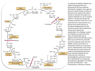 La oxidación de NADH y FADH2 en la
cadena respiratoria lleva a la
formación de ATP por medio de
fosforilación oxidativa. Para seguir el
paso de la acetil-CoA por el ciclo, los
dos átomos de carbono del radical
acetilo se muestran marcados en el
carbono carboxilo (*) y en el carbono
metilo (·). Aunque dos átomos de
carbono se pierden como CO2 en una
vuelta del ciclo, estos átomos no se
derivan de la acetil-CoA que ha
entrado inmediatamente al ciclo,
sino de la porción de la molécula de
citrato que se derivó del
oxaloacetato. Sin embargo, cuando
se completa una vuelta única del
ciclo, el oxaloacetato que se
regenera ahora está marcado, lo que
lleva a que se forme CO2 marcado
durante la segunda vuelta del ciclo.
Debido a que el succinato es un
compuesto simétrico, en este paso
ocurre “aleatorización” de la marca,
de modo que los cuatro átomos de
carbono del oxaloacetato parecen
estar marcados después de una
vuelta del ciclo. Durante la
gluconeogénesis, parte de la marca
en el oxaloacetato es incorporada
hacia glucosa y glucógeno. Se indican
los sitios de inhibición ( − ) por
fluoroacetato, malonato y arsenita.
 