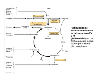 Participación del
ciclo del ácido cítrico
en la transaminación
y la
gluconeogénesis. Las
flechas gruesas indican
la principal vía de la
gluconeogénesis.
 