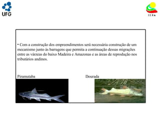 UNIVRSIDADE FEDERAL DE GOIÁS INSTITUTO DE ESTUDOS SOCIO AMBIENTAIS – IESA PLANEJAMENTO AMBIENTAL ADEMIR CASTORINO E-mail: ademircastorino@gmail.com As principais fragilidades no meio biótico: Com a construção dos empreendimentos será necessária construção de um mecanismo junto às barragens que permita a continuação dessas migrações entre as várzeas do baixo Madeira e Amazonas e as áreas de reprodução nos tributários andinos. Piramutaba  Dourada 