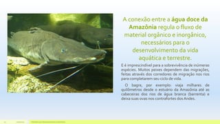 A conexão entre a água doce da
Amazônia regula o fluxo de
material orgânico e inorgânico,
necessários para o
desenvolvimento da vida
aquática e terrestre.
E é imprescindível para a sobrevivência de inúmeras
espécies. Muitos peixes dependem das migrações,
feitas através dos corredores de migração nos rios
para completarem seu ciclo de vida.
O bagre, por exemplo: viaja milhares de
quilômetros desde o estuário da Amazônia até as
cabeceiras dos rios de água branca (barrenta) e
deixa suas ovas nos contrafortes dos Andes.
11/10/2015 Hidrelétricas e Desenvolvimento Sustentável.15
 