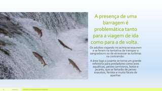 A presença de uma
barragem é
problemática tanto
para a viagem de ida
como para a de volta.
Os adultos viajando rio acima se exaurem
e se ferem na tentativa de transpor o
sangradouro ou de atravessar as turbinas
na contramão.
A área logo a jusante se torna um grande
refeitório para predadores como aves
aquáticas, peixes carnívoros, botos e
jacarés, que se fartarão de peixes
exaustos, feridos e muito fáceis de
apanhar.
11/10/2015 Hidrelétricas e Desenvolvimento Sustentável.16
 