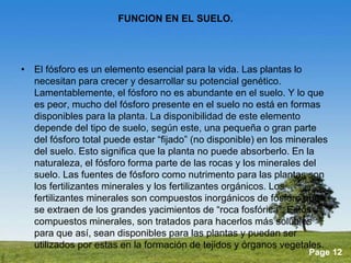 Powerpoint Templates 
Page 12 
FUNCION EN EL SUELO. 
• El fósforo es un elemento esencial para la vida. Las plantas lo 
necesitan para crecer y desarrollar su potencial genético. 
Lamentablemente, el fósforo no es abundante en el suelo. Y lo que 
es peor, mucho del fósforo presente en el suelo no está en formas 
disponibles para la planta. La disponibilidad de este elemento 
depende del tipo de suelo, según este, una pequeña o gran parte 
del fósforo total puede estar “fijado” (no disponible) en los minerales 
del suelo. Esto significa que la planta no puede absorberlo. En la 
naturaleza, el fósforo forma parte de las rocas y los minerales del 
suelo. Las fuentes de fósforo como nutrimento para las plantas son 
los fertilizantes minerales y los fertilizantes orgánicos. Los 
fertilizantes minerales son compuestos inorgánicos de fósforo que 
se extraen de los grandes yacimientos de “roca fosfórica”. Estos 
compuestos minerales, son tratados para hacerlos más solubles 
para que así, sean disponibles para las plantas y puedan ser 
utilizados por estas en la formación de tejidos y órganos vegetales. 
 