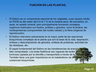 Powerpoint Templates 
Page 13 
FUNCION EN LAS PLANTAS. 
• El fósforo es un componente esencial de los vegetales, cuya riqueza media 
en P2O5 es del orden del 0,5 al 1 % de la materia seca. Se encuentra, en 
parte, en estado mineral, pero principalmente formando complejos 
orgánicos fosforados con lípidos, prótidos y glúcidos, como la lecitina, las 
nucleoproteínas (componentes del núcleo celular) y la fitina (órganos de 
reproducción). 
• El fósforo interviene activamente en la mayor parte de las reacciones 
bioquímicas complejas de la planta que son la base de la vida: respiración, 
síntesis y descomposición de glúcidos, síntesis de proteínas, actividad de 
las diastasas, etc. 
• El papel fundamental del fósforo en las transferencias de energía ha sido 
bien comprobado. Los iones fosfóricos son capaces de recibir energía 
luminosa captada por la clorofila y transportarla a través de la planta. 
También tiene una gran importancia en el metabolismo de diversas 
sustancias bioquímicas. 
 
