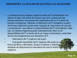 RESPUESTAS A LAS PLANTAS (CULTIVO) A LA APLICACIÓN. 
• La influencia de la materia orgánica sobre el P suministrado a la 
planta es algo más difícil de evaluar que el N, puesto que las 
plantas absorben una proporción significativa de su P a partir de 
fuentes inorgánicas. Además, la liberación de P inorgánico a partir 
de formas orgánicas puede estar seguida de reacciones de porción 
y precipitación, que alteran la disponibilidad del P mineralizado. Más 
aún, la materia orgánica puede indirectamente influir en la 
disponibilidad del P a través de la un mayor crecimiento y actividad 
de los microorganismos que disuelven el P. 
• Naturaleza del P orgánico del suelo 
• Una parte importante del P orgánico del suelo se encuentra en 
Powerpoint Templates 
Page 14 
forma de fitina y derivados, ácidos nucleicos y fosfolípidos; no 
obstante de desconoce la naturaleza de casi la mitad de este P 
orgánico. 
 