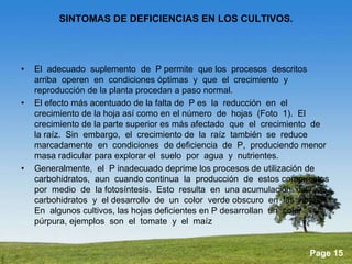 Powerpoint Templates 
Page 15 
SINTOMAS DE DEFICIENCIAS EN LOS CULTIVOS. 
• El adecuado suplemento de P permite que los procesos descritos 
arriba operen en condiciones óptimas y que el crecimiento y 
reproducción de la planta procedan a paso normal. 
• El efecto más acentuado de la falta de P es la reducción en el 
crecimiento de la hoja así como en el número de hojas (Foto 1). El 
crecimiento de la parte superior es más afectado que el crecimiento de 
la raíz. Sin embargo, el crecimiento de la raíz también se reduce 
marcadamente en condiciones de deficiencia de P, produciendo menor 
masa radicular para explorar el suelo por agua y nutrientes. 
• Generalmente, el P inadecuado deprime los procesos de utilización de 
carbohidratos, aun cuando continua la producción de estos compuestos 
por medio de la fotosíntesis. Esto resulta en una acumulación de 
carbohidratos y el desarrollo de un color verde obscuro en las hojas. 
En algunos cultivos, las hojas deficientes en P desarrollan un color 
púrpura, ejemplos son el tomate y el maíz 
 