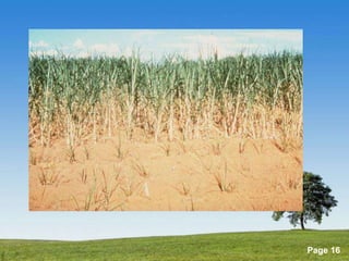 Powerpoint Templates 
Page 16 
 