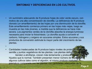Powerpoint Templates 
Page 8 
SINTOMAS Y DEFICIENCIAS EN LOS CULTIVOS. 
• Un suministro adecuando de N produce hojas de color verde oscuro, con 
motivo de una alta concentración de clorofila. La deficiencia de N produce 
clorosis (un amarillamiento) de las hojas por una disminución de la clorofila. 
Este amarillamiento comienza primero en las hojas más viejas, luego se 
muestra en las más jóvenes, a medida que la deficiencia se hace más 
severa. Los pigmentos verdes de la clorofila absorbe la energía luminosa 
necesaria para iniciar la fotosíntesis. La clorofila ayuda a convertir el 
carbono, hidrogeno y oxigeno en azucares simples. Estos azucares y sus 
productos de conversión estimula la mayor parte del crecimiento de las 
plantas. 
• 
• Cantidades inadecuadas de N produce bajos niveles de proteínas en la 
semilla y puntos vegetativos de las plantas. Las plantas deficientes en N 
tienden a atrofiarse, crecen más lentamente y produce menos 
hijuelos que lo normal. También presentan menor número de hojas y en 
algunos cultivos tales como el algodón, el mismo produce madurez 
prematura comparada con las plantas con cantidades adecuadas de N. 
 