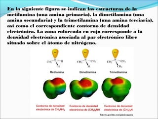 En la siguiente figura se indican las estructuras de la
metilamina (una amina primaria), la dimetilamina (una
amina secundaria) y la trimetilamina (una amina terciaria),
así como el correspondiente contorno de densidad
electrónica. La zona coloreada en rojo corresponde a la
densidad electrónica asociada al par electrónico libre
situado sobre el átomo de nitrógeno.

 