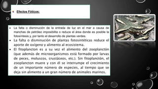 Efectos Fóticos:
 La falta o disminución de la entrada de luz en el mar a causa de
manchas de petróleo imposibilita o reduce el área donde es posible la
fotosíntesis y, por tanto el desarrollo de plantas verdes.
 La falta o disminución de plantas fotosintéticas reduce el
aporte de oxígeno y alimento al ecosistema.
 El fitoplancton es a su vez el alimento del zooplanctón
(que además de microorganismos está formado por larvas
de peces, moluscos, crustáceos, etc.). Sin fitoplanctón, el
zooplancton muere y con él se interrumpe el crecimiento
de un importante número de especies, al tiempo que se
deja sin alimento a un gran número de animales marinos.
 