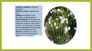 Nombre científico: Armeria
maritima.
Nombre común: clavelina de
mar
Hábitat: hemisferio norte
(Europa) y américa del sur.
Características: Presenta una
masa, en forma de montículo, de
estrechas hojas de color verde
oscuro y, en primavera y verano,
densas cabezuelas de florecillas
que van del blanco al rosa.
Tamaño: Alcanza 10 cm de
altura y 20 cm de extensión.
Aporte: acumula plomo.
 