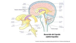 Recorrido del Líquido
cefalorraquídeo
Tomado de: https://www.ucm.es/data/cont/docs/420-2014-02-24-11%20Hidrocefalia%20ppt.pdf
 