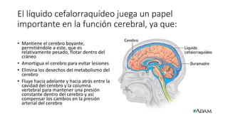 El líquido cefalorraquídeo juega un papel
importante en la función cerebral, ya que:
• Mantiene el cerebro boyante,
permitiéndole a este, que es
relativamente pesado, flotar dentro del
cráneo
• Amortigua el cerebro para evitar lesiones
• Elimina los desechos del metabolismo del
cerebro
• Fluye hacia adelante y hacia atrás entre la
cavidad del cerebro y la columna
vertebral para mantener una presión
constante dentro del cerebro y así
compensar los cambios en la presión
arterial del cerebro
 