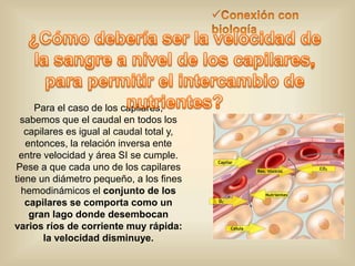 Para el caso de los capilares, 
sabemos que el caudal en todos los 
capilares es igual al caudal total y, 
entonces, la relación inversa ente 
entre velocidad y área SI se cumple. 
Pese a que cada uno de los capilares 
tiene un diámetro pequeño, a los fines 
hemodinámicos el conjunto de los 
capilares se comporta como un 
gran lago donde desembocan 
varios ríos de corriente muy rápida: 
la velocidad disminuye. 
 