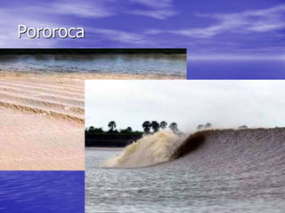 Pororoca
 