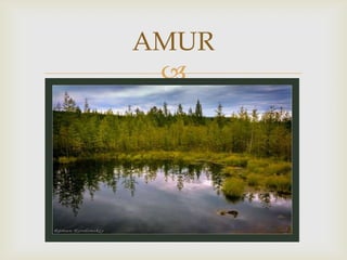 AMUR
 
 
