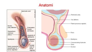 Anatomi 
 