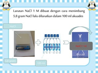 Larutan NaCl 1 M dibuat dengan cara menimbang
5,8 gram NaCl lalu dilarutkandalam 100 mlakuades
NaCl
5,8 gram
100 ml
NaCl 1 M
 