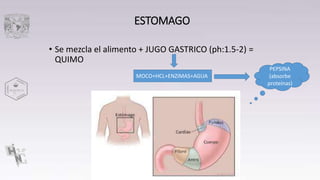Hidrolisis polisacaridos | PPTX