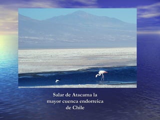 Salar de Atacama la mayor cuenca endorreica de Chile 