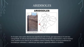 ARIDISOLES
En Ecuador estos suelos abarcan una superficie de 167 273 ha, que representan el 1% del área
cartografiada. Se ubican mayoritariamente en los relieves litorales sedimentarios y fluvio-marinos
como también en los relieves de la cordillera costera Chanduy-Playas, con pocos problemas de
toxicidad por carbonatos y cubiertos por una escasa vegetación arbustiva xerofítica.
 