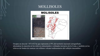 MOLLISOLES
Ocupan un área de 1 872 652 ha que representa el 9% del territorio nacional cartografiado;
ubicándose la mayoría en los relieves estructurales y colinados terciarios de la Costa, y también en los
relieves de fondos de cuencas con rellenos volcano-sedimentarios del callejón interandino.
 