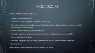 MOLLISOLES
• Suelos de zonas de pastizales.
• Ubicados en climas templados, húmedos y semiáridos.
• Son suelos oscuros con una alta descomposición de material orgánico debido a procesos de adición y
estabilización. (melanización).
• Suelos bien estructurados y con alta fertilidad.
• Formados a partir de sedimentos minerales en climas templados húmedos a semiáridos.
• Poseen dominancia de arcilla.
• Presentan topografía que varía entre ligeramente inclinada a extremadamente empinada.
Tipos de cultivos
Nabo, rábano, zapallo, Lentejas, porotos, vainitas, ajo, arveja
CARACTERÍSTICAS GENERALES:
 