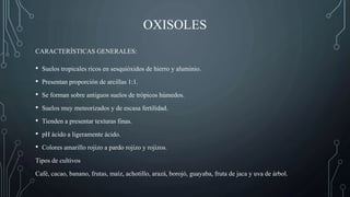 OXISOLES
• Suelos tropicales ricos en sesquióxidos de hierro y aluminio.
• Presentan proporción de arcillas 1:1.
• Se forman sobre antiguos suelos de trópicos húmedos.
• Suelos muy meteorizados y de escasa fertilidad.
• Tienden a presentar texturas finas.
• pH ácido a ligeramente ácido.
• Colores amarillo rojizo a pardo rojizo y rojizos.
Tipos de cultivos
Café, cacao, banano, frutas, maíz, achotillo, arazá, borojó, guayaba, fruta de jaca y uva de árbol.
CARACTERÍSTICAS GENERALES:
 