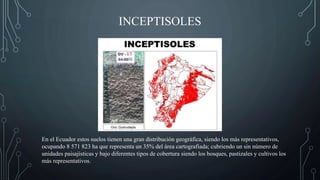 INCEPTISOLES
En el Ecuador estos suelos tienen una gran distribución geográfica, siendo los más representativos,
ocupando 8 571 823 ha que representa un 35% del área cartografiada; cubriendo un sin número de
unidades paisajísticas y bajo diferentes tipos de cobertura siendo los bosques, pastizales y cultivos los
más representativos.
 