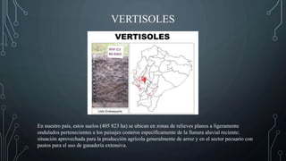 VERTISOLES
En nuestro país, estos suelos (405 823 ha) se ubican en zonas de relieves planos a ligeramente
ondulados pertenecientes a los paisajes costeros específicamente de la llanura aluvial reciente;
situación aprovechada para la producción agrícola generalmente de arroz y en el sector pecuario con
pastos para el uso de ganadería extensiva.
 