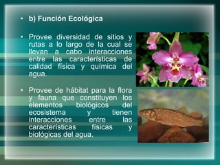 b) Función Ecológica Provee diversidad de sitios y rutas a lo largo de la cual se llevan a cabo interacciones entre las características de calidad física y química del agua. Provee de hábitat para la flora y fauna que constituyen los elementos biológicos del ecosistema y tienen interacciones entre las características físicas y biológicas del agua. 