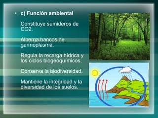 c) Función ambiental  Constituye sumideros de CO2. Alberga bancos de germoplasma. Regula la recarga hídrica y los ciclos biogeoquímicos. Conserva la biodiversidad. Mantiene la integridad y la diversidad de los suelos. 