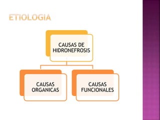 CAUSAS DE
HIDRONEFROSIS
CAUSAS
ORGANICAS
CAUSAS
FUNCIONALES
 