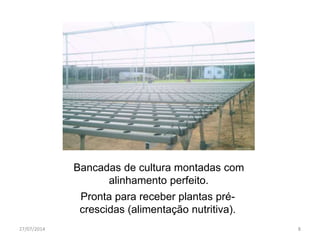 Bancadas de cultura montadas com
alinhamento perfeito.
Pronta para receber plantas pré-
crescidas (alimentação nutritiva).
27/07/2014 8
 
