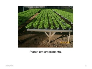Planta em crescimento. 
25/08/2014 15 
