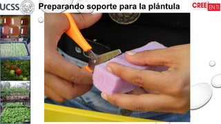 16/09/2025
Preparando soporte para la plántula
 