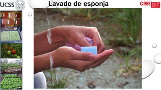 16/09/2025
Lavado de esponja
 