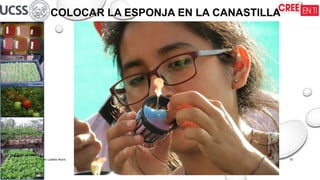 16/09/2025
Wilson Roberto Ludeña Marín 01
COLOCAR LA ESPONJA EN LA CANASTILLA
 