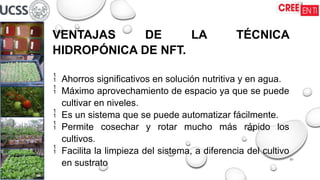 01
VENTAJAS DE LA TÉCNICA
HIDROPÓNICA DE NFT.
 Ahorros significativos en solución nutritiva y en agua.
 Máximo aprovechamiento de espacio ya que se puede
cultivar en niveles.
 Es un sistema que se puede automatizar fácilmente.
 Permite cosechar y rotar mucho más rápido los
cultivos.
 Facilita la limpieza del sistema, a diferencia del cultivo
en sustrato
 