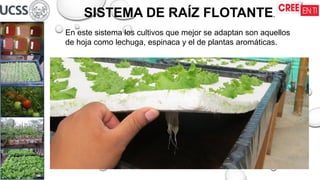 SISTEMA DE RAÍZ FLOTANTE.
En este sistema los cultivos que mejor se adaptan son aquellos
de hoja como lechuga, espinaca y el de plantas aromáticas.
 