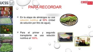 PARA RECORDAR
 En la etapa de almácigos su usa
solución nutritiva al 50% (mitad
de solución por litro de agua).
 Para el primer y segundo
transplante se usa solución
nutritiva al 100%.
 