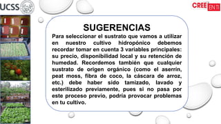 SUGERENCIAS
Para seleccionar el sustrato que vamos a utilizar
en nuestro cultivo hidropónico debemos
recordar tomar en cuenta 3 variables principales:
su precio, disponibilidad local y su retención de
humedad. Recordemos también que cualquier
sustrato de origen orgánico (como el aserrín,
peat moss, fibra de coco, la cáscara de arroz,
etc.) debe haber sido tamizado, lavado y
esterilizado previamente, pues si no pasa por
este proceso previo, podría provocar problemas
en tu cultivo.
 