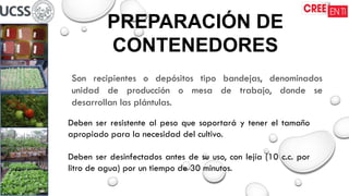 PREPARACIÓN DE
CONTENEDORES
Son recipientes o depósitos tipo bandejas, denominados
unidad de producción o mesa de trabajo, donde se
desarrollan las plántulas.
Deben ser resistente al peso que soportará y tener el tamaño
apropiado para la necesidad del cultivo.
Deben ser desinfectados antes de su uso, con lejía (10 c.c. por
litro de agua) por un tiempo de 30 minutos.
 