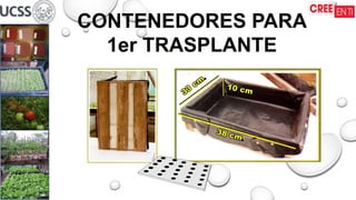 CONTENEDORES PARA
1er TRASPLANTE
 