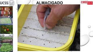 16/09/2025
ALMACIGADO
 