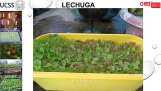 16/09/2025
LECHUGA
 