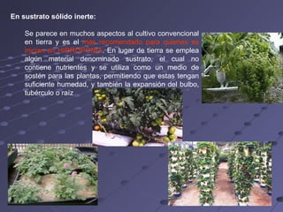 En sustrato sólido inerte: Se parece en muchos aspectos al cultivo convencional en tierra y es el  más recomendado para quienes se inician en HIDROPONIA . En lugar de tierra se emplea algún material denominado sustrato, el cual no contiene nutrientes y se utiliza como un medio de sostén para las plantas, permitiendo que estas tengan suficiente humedad, y también la expansión del bulbo, tubérculo o raíz 