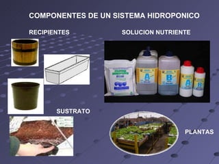 COMPONENTES DE UN SISTEMA HIDROPONICO RECIPIENTES  SOLUCION NUTRIENTE   SUSTRATO PLANTAS 