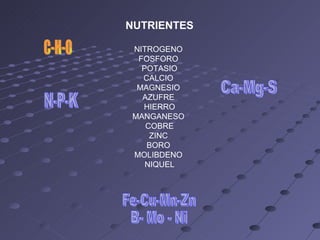 NUTRIENTES NITROGENO  FOSFORO  POTASIO CALCIO  MAGNESIO  AZUFRE  HIERRO MANGANESO  COBRE ZINC  BORO  MOLIBDENO  NIQUEL N-P-K Ca-Mg-S Fe-Cu-Mn-Zn B- Mo - Ni C-H-O 