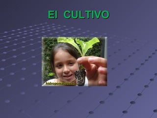 El  CULTIVO 
